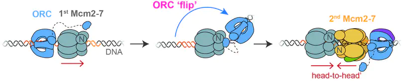 A helicase-tethered ORC flip enables bidirectional helicase loading